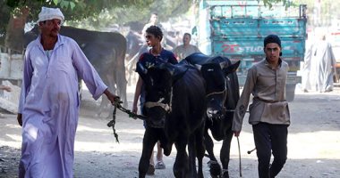 تجار المواشى بسوق مزغونة ببنى سويف يستعدون لموسم عيد الأضحى