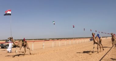 سباق الهجن بالعلمين يجمع ثقافة غرب مصر بشرقها على الساحل الشمالى.. عادات وتقاليد أهل الصحراء القديمة تعود من جديد تحت الخيام.. وتسابق فى إظهار الكرم وإحياء الموروث.. أبونمر: إحياء التواصل بين أبناء الوطن الواحد