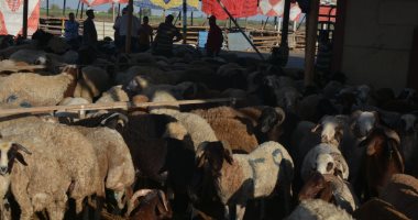سوق القابوطى الجديد جنوب محافظة بورسعيد لبيع الأضاحى استعدادا للعيد.. صور