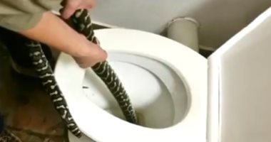 ثعبان ضخم يتسلل ويلدغ رجلا أثناء جلوسه على المرحاض
