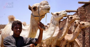 سوق برقاش.. جَمال الجِمال