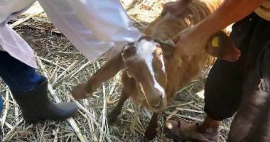 بيطرى الشرقية يُحصن 87 ألفا و 432 رأس ماشية ضد الحمى القلاعية