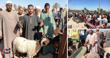 جاموسة أون لاين.. شراء الأضاحى فى زمن كورونا.. التسويق الإلكتروني حلا بديلا لخفض الإصابات.. قانون حماية المستهلك يقف فى صف المواطنين.. 5 شروط لـ"التعاقد عن بعد".. و4 آلاف جنيه غرامة لمخالفى الإجراءات الاحترازية