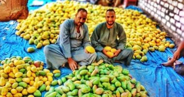حلاوة يا مانجا.. شاهد جمع وفرز أنواع المانجو فى مزارع الأقصر