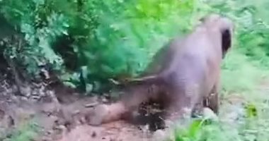 فيل مرح يستمتع بالانزلاق على الطين فى غابة مطيرة بالصين.. فيديو وصور