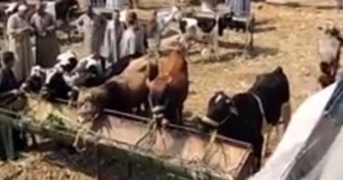جولة بسوق المناشى للماشية.. سعر كيلو البقرى "قايم" يبدأ من 55 جنيها