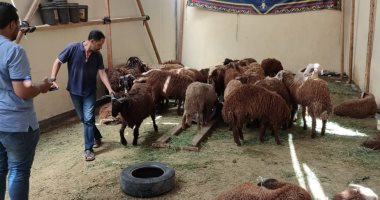 تموين الأقصر تفتتح شادر خراف العيد بسعر 65 جنيها للكيلو.. لايف