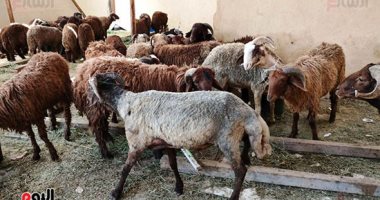 فى 22 صورة.. تموين الأقصر توفر 40 خروف داخل شادر بسعر 65 جنيه للكيلو
