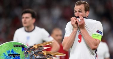 ملايين النمل الطائر تهدد نهائي يورو 2020 بين إيطاليا وإنجلترا