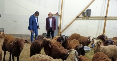 تموين الأقصر تفتتح شادر خراف العيد بسعر 65 جنيها للكيلو بشارع رمسيس