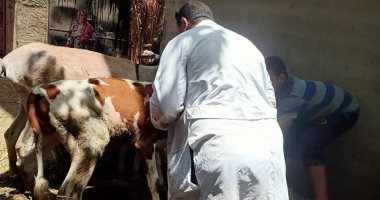تحصين 143 ألفا و971 رأس ماشية ضد مرض الحمى القلاعية بالمنوفية.. صور