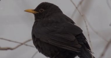 سر هجوم طائر أسود على الرجال فقط بإحدى جامعات الصين.. فيديو