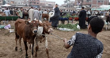 إقبال كبير على شراء أضاحى العيد فى سوق المواشى بالمنوفية.. ألبوم صور