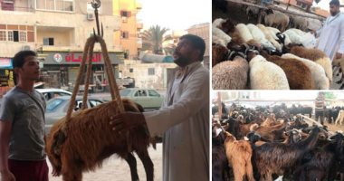 استعدادات وزارة الزراعة خلال أيام عيد الأضحى.. غرفة عمليات لمراقبة اللحوم بمنافذ البيع.. ضبط أكثر من 120 طن لحوم ومنتجاتها غير صالحة للاستهلاك الآدمى وذبح خارج المجازر.. وخط ساخن لتلقى شكاوى المواطنين