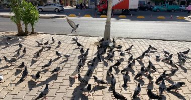 أجمل من أوروبا.. أسراب الحمام بميدان العروسة بالغردقة تعرف صاحبها منذ 7 سنوات