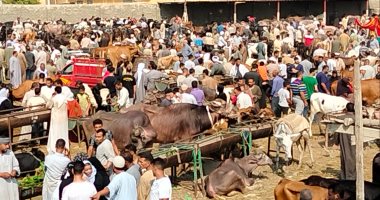 آخر فرصة للشراء.. تعرف على أسعار الأضاحى بسوق أوسيم فى الجيزة.. فيديو