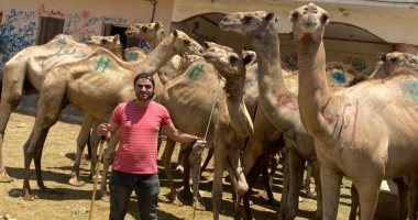هنا سوق الجمال ببرقاش.. انتعاش حركة البيع عن العام الماضى.. الأسعار تتراوح بين 15 و25 ألف جنيه.. وأكبر جمل وزنه يتخطى الـ1000 كيلو وسعره 105 آلاف.. وزيادة الطلب على الجمال البلدى والسودانية.. فيديو وصور