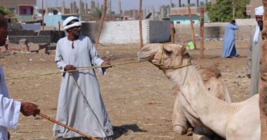 جولة بسوق الجمال فى أسوان قبل العيد.. اعرف السعر وطريقة البيع والشراء.. لايف