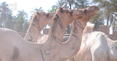 جولة داخل أعرق أسواق الجمال بمدينة دراو فى أسوان.. ألبوم صور