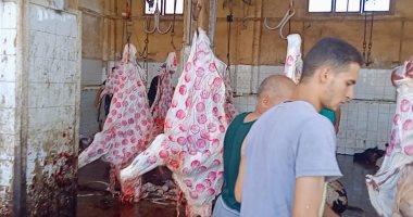 مجازر كفر الشيخ الـ19 ونقاط الذبح تستقبل 800 رأس ماشية.. صور