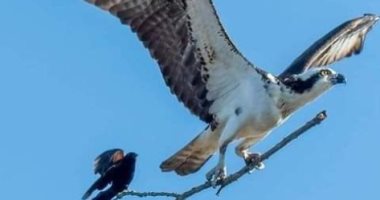 مصورة حياة برية تلتقط صورة نادرة لطائر الشحرور وعقاب نسارى.. مشهد مذهل