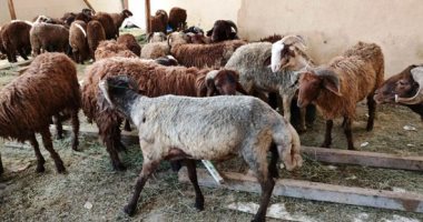 مديريات التموين بالمحافظات تفتح 39 شادرا لبيع الخراف الحية بـ65 جنيها للكيلو "قايم".. وتستعد للعيد بالمخابز والمحلات والأسواق.. وتطرح كميات كبيرة من اللحوم المجمدة والطازجة بالمجمعات الاستهلاكية.. صور