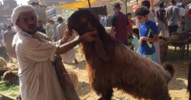 آخر سوق للمواشى قبل العيد بالإسماعيلية.. تعرف على أسعار الأضاحى.. فيديو لايف
