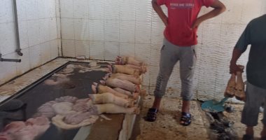 طريقة سلخ وتنظيف الكوارع والممبار و"الكرشة" بمجزر كفر الشيخ.. لايف وصور