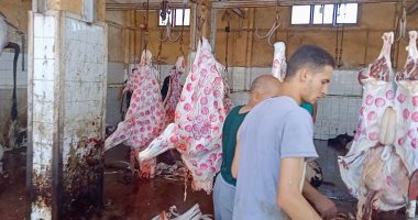 مجازر كفر الشيخ تستقبل 400 رأس ماشية.. واستعدادات لاستقبال أضاحى الأهالى مجانا