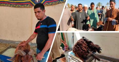 أهالى الأقصر يتوافدون على أسواق وشوادر بيع "خراف العيد"..التموين:وفرنا 60 خروفا بـ65 جنيه للكيلو و15 عجلا بقرى سودانى بـ85 للكيلو.. التجار بالأسواق يكشفون مواصفات أفضل أضحية قبل العيد..والأوقاف:بعنا 197صك أضحية