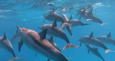 أسراب الدلافين بمحمية صمداى جنوب البحر الأحمر تجذب السياح لمرسى علم.. صور