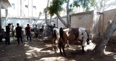 مجازر كفر الشيخ تستقبل 530 رأس ماشية فى أول أيام عيد الأضحى ..صور