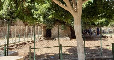 الأسد عبده وفرس النهر يجذبان زائرى حديقة حيوان بنى سويف في أول أيام العيد.. لايف