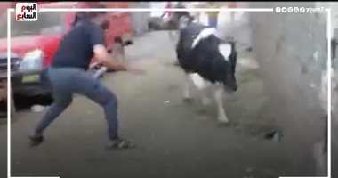 العجل فلت.. شاهد هروب الأضحية خوفا من الذبح أول أيام العيد