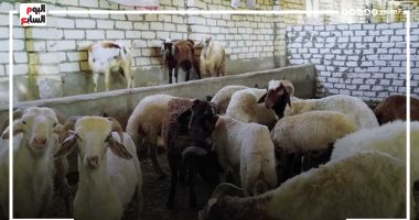 علامة مميزة تكشف لك الخروف اللى بياكل من القمامة.. اعرفها من تاجر مواشى 