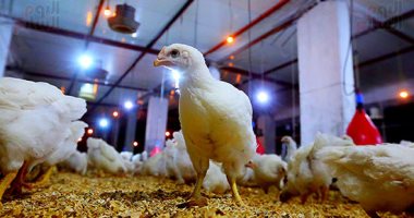 أسعار الدواجن اليوم الأربعاء 29 جنيها للكيلو فى المزرعة  