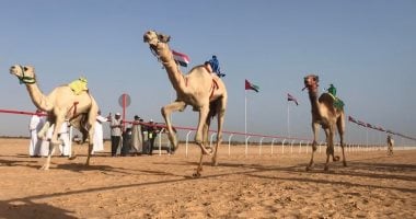 تنظيم ثانى سباق لهجن محافظات مصر بمدينة العلمين الخميس المقبل