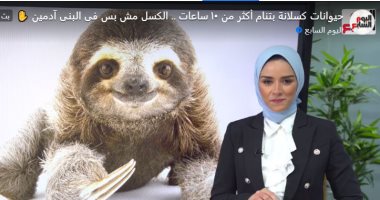 الكسلان والإيكيدنا والخفاش.. قائمة الحيوانات الأكثر نوماً فى العالم.. فيديو
