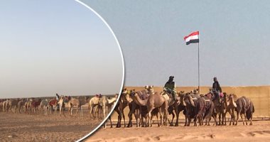 الساحل الشمالى يستعد من جديد لاستقبال أبطال رياضة الهجن من كل المحافظات.. سباق جديد بالعلمين يشد إليه الهجانة الرحال من سيناء والصعيد ومدن القناة والوادى الجديد.. الفعاليات تشعل حركة التجارة وامتلاك الإبل