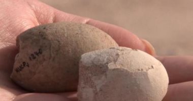 العثور على 160 بيضة متحجرة فى الأرجنتين عمرها 85 مليون سنة