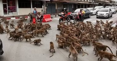 مشهد مذهل لخناقة قرود على الطعام فى شوارع تايلاند.. فيديو وصور