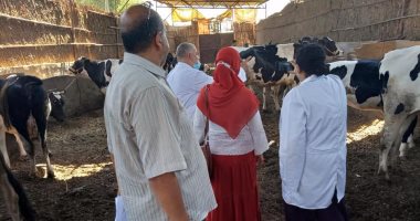 بيطرى المنوفية: تحصين 203 آلاف رأس ماشية ضد مرض الحمى القلاعية.. صور