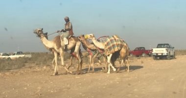 كيف تسجل بيانات الجمال المشاركة فى سباق الهجن بالعلمين.. صور
