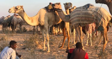 بدء وصول الهجانة من الساحل الشمالى للمشاركة فى سباق العلمين.. صور