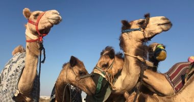 سلالات نادرة.. أكبر سباق للهجن فى مصر على بعد 20 كيلو من أبراج العلمين "فيديو"