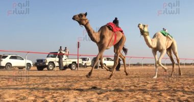 منافسة شرسة بين جمال السلالات الأصيلة في سباق الهجن بالساحل الشمالى