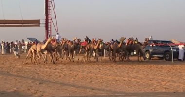 افتتاح سباق الهجن على الساحل الشمالى بانطلاق 10 أشواط.. صور
