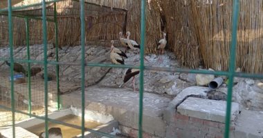 حيّات وغزلان وقرود وطيور جارحة.. جولة فى أول حديقة حيوان بدسوق "فيديو"