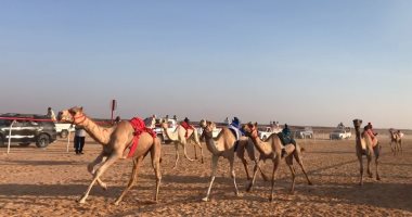 المشاركون فى سباق الهجن: نشكر الرئيس السيسي ومصر على حسن الاستقبال
