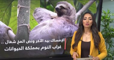 ماسك إيد أخوه ونص المخ شغال.. غراب النوم بمملكة الحيوانات.. فيديو